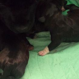 A - Brindle male Staffordshire Bull Terrier puppy in Brandon, Florida from Angels & Myths