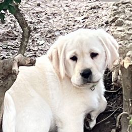 Girl 5 - Yellow Labrador Retriever puppy in Harlan, Kentucky from Kamalot Kennels