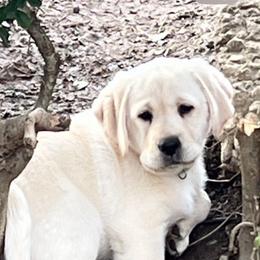 Girl 5 - Yellow Labrador Retriever puppy in Harlan, Kentucky from Kamalot Kennels