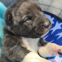 Girl 2 - Brindle female Turkish Boz Shepherd puppy in Steamboat Springs, Colorado from Emerald Mtn Ranch LLC
