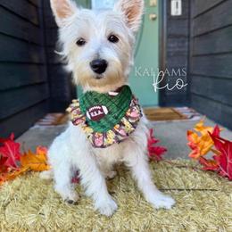 West Highland White Terrier puppies from Kallams Bernedoodles & Bernese Mountain Dogs