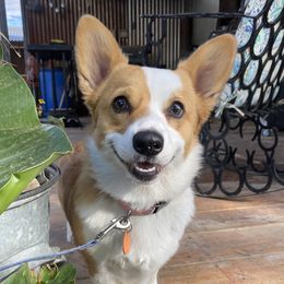 Buttercup - Pembroke Welsh Corgi