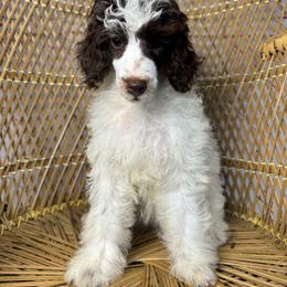 Brown Tri Girl - Phantom female Poodle puppy in Belgreen, Alabama from Scott’s Farm Poodles and Doodles