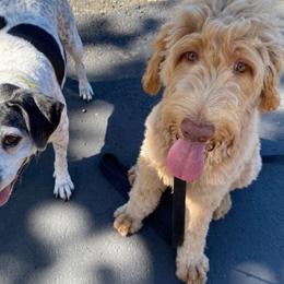 Goldendoodle Puppies from Lundee Doodles