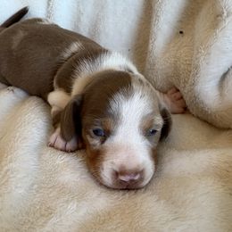 Flash - Dapple male Dachshund puppy in Tonopah, Arizona from Brandie's Dachshunds