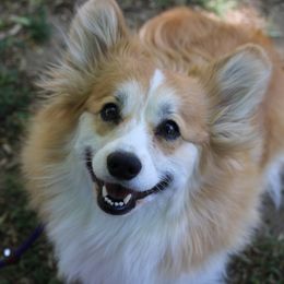 Ellie Mae - Pembroke Welsh Corgi