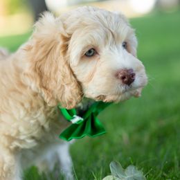 Aussiedoodle Puppies from Dreamydoodle NW
