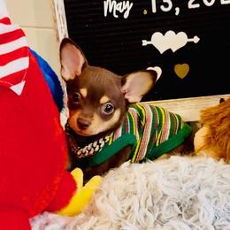 Prince - Chocolate and tan male Chihuahua puppy in Athens, Georgia from Imperial Chihuahua