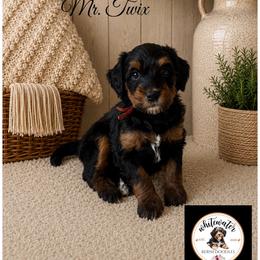 Mr. Twix - Phantom male Bernedoodle puppy in Altura, Minnesota from Bluffside Berners