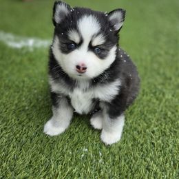 Athena - Black and white female Pomsky puppy in Fredericksburg, Virginia from Purely Pomskies