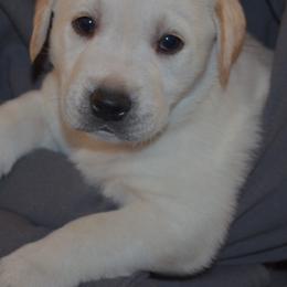 Las Vegas Reno Boise Sacramento Kermit - Yellow male Labrador Retriever puppy in Spring Creek, Nevada from Badland Kennel
