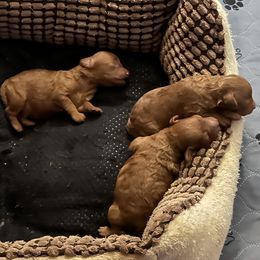 Poodle puppies from Lidiya Poodles