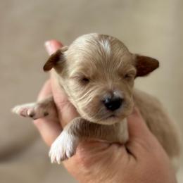Corn Dog - Apricot male Goldendoodle puppy in Wharton, Texas from Little Fur Friends