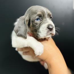 Basset Hound Puppies from Central Kentucky Basset Hounds