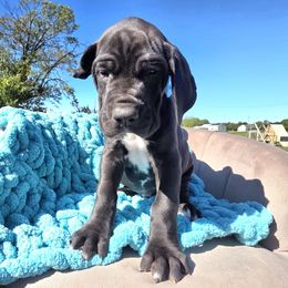 Frank - Black male Great Dane puppy in Granby, Missouri from HCR Great Danes