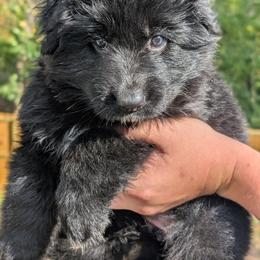 Calisto - Black female German Shepherd puppy in Hayward, Wisconsin from League of Shepherds