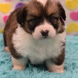 Shelby - Fluffy - Sable and white female American Corgi puppy in Lithia, Florida from Diamondcrest Inc