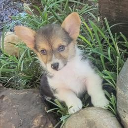 Blue bandana boy - White and black male Pembroke Welsh Corgi puppy in Cherokee, Oklahoma from MCS Farms-OK