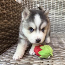 Romeo - Black and white male Pomsky puppy in Winchendon, Massachusetts from Mountain View Pomskies