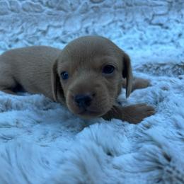 Red - Dapple male Dachshund puppy in Mount Carmel, Tennessee from HS Goldens