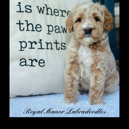 Boy 1 - Apricot male Australian Labradoodle puppy in Florence, New Jersey from Royal Manor Labradoodles