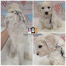 Larry - OFA-Genetics-2 yr warranty. - Cream male Goldendoodle puppy in Jeddo, Michigan from Apple Creek Doodles