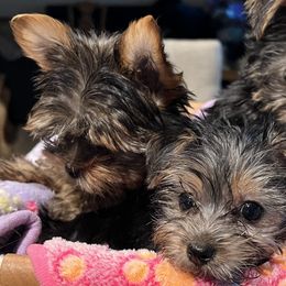 Yorkshire Terriers from De La Cruz Yorkies