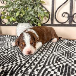 Mars - Brown and white male Aussiedoodle puppy in Beaver, Utah from Rocky Ridge Ranch