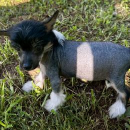 Hairy hairless - Black white and tan male Chinese Crested puppy in Rockvale, Tennessee from Cosmic Chinese Cresteds & Wind-Echo Poodles