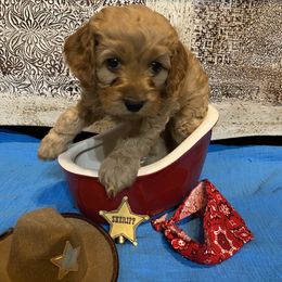 Cockapoo Puppies from Country J Canines