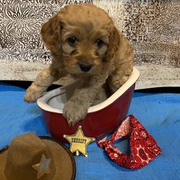 Cockapoo Puppies from Country J Canines