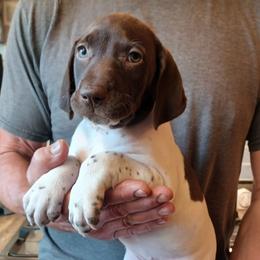 Dixie - Liver and white female German Shorthaired Pointer puppy in Elberta, Alabama from Old Orchard Farm