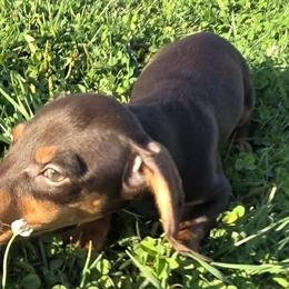 Boston Terriers and Dachshunds from Spruce Valley Miniature Dachshunds & Boston Terriers