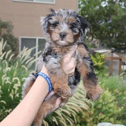 Remington - Merle female Bernedoodle puppy in Eagle Mountain, Utah from Fur Real Puppies.