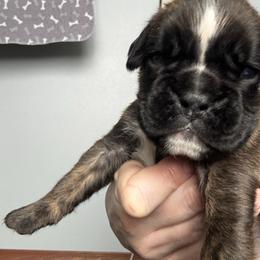 Colin - Brindle male Boxer puppy in Medical Lake, Washington from Box and Bully Estates: Boxers and Old English Bulldogs