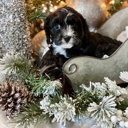 Cavalier King Charles Spaniel, Cavapoo, and Pembroke Welsh Corgi Puppies from Griffins Puppies