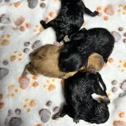BOO - Black parti female Pomeranian puppy in Mobile, Alabama from Cynthia's Poms