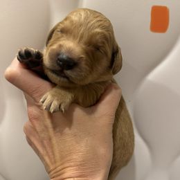 Orange Collar - Dark golden female Golden Retriever puppy in Turtlepoint, Pennsylvania from Allegheny River Retrievers