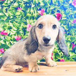 Pumpkin 3500 - Cream male Dachshund puppy in Sylvania, Alabama from Yancey’s Doxies