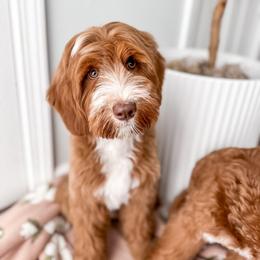 Clay - Goldendoodle