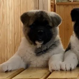 Akita and Shiba Inu Puppies from Day Dream Shiba Inu’s