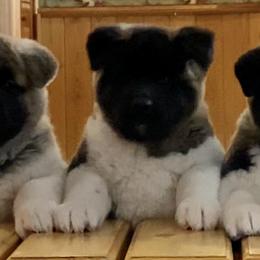 Akita and Shiba Inu Puppies from Day Dream Shiba Inu’s