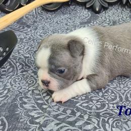 Tortellini - Blue male Boston Terrier puppy in Griffin, Georgia from Celtic Performance Bostons