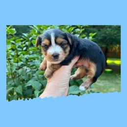AKC Milo - Black and tan male Yorkshire Terrier puppy in Bonney Lake, Washington from Enchanted Yorkies