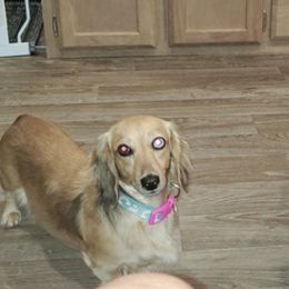 Dachshunds from Just home