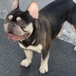 French Bulldog puppies from Kobe’s Kennels