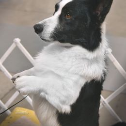 Cardigan Welsh Corgi All Grown Up from Wingsong