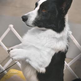 Cardigan Welsh Corgi All Grown Up from Wingsong
