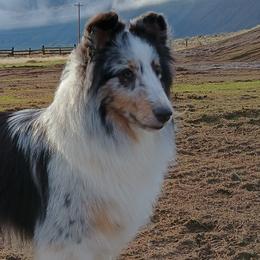 Shetland Sheepdogs from StarsAlign kennels