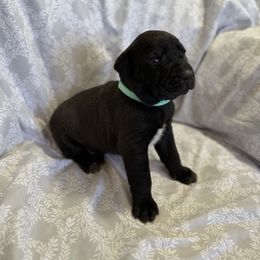 Girl 1 - Black female Xoloitzcuintli puppy in Payson, Utah from Jodi Zobell's Xoloitzcuintli